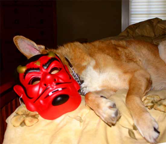Devil Dog 2005