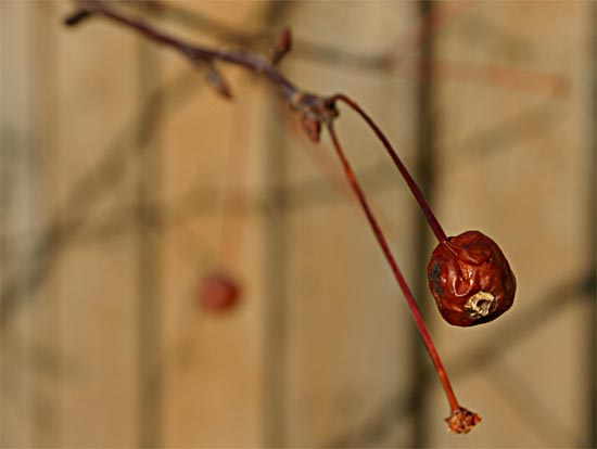 Lone berry, front yard