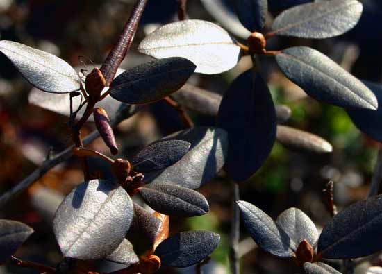 Lone berry, front yard